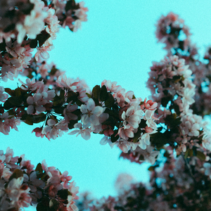 波霸少女高清在线观看
